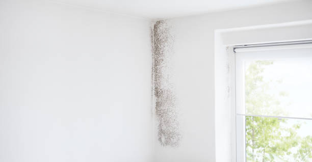 Professional Mold Removal in Rogers City, MI