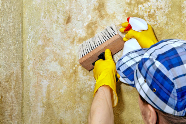 Best Comprehensive Air Testing for Mold Contaminants  in Rogers City, MI
