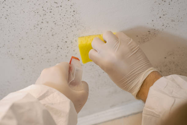 Best Industrial Mold Remediation  in Rogers City, MI