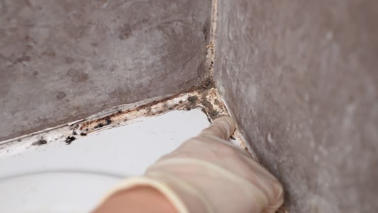 Professional Mold Removal in Rogers City, MI
