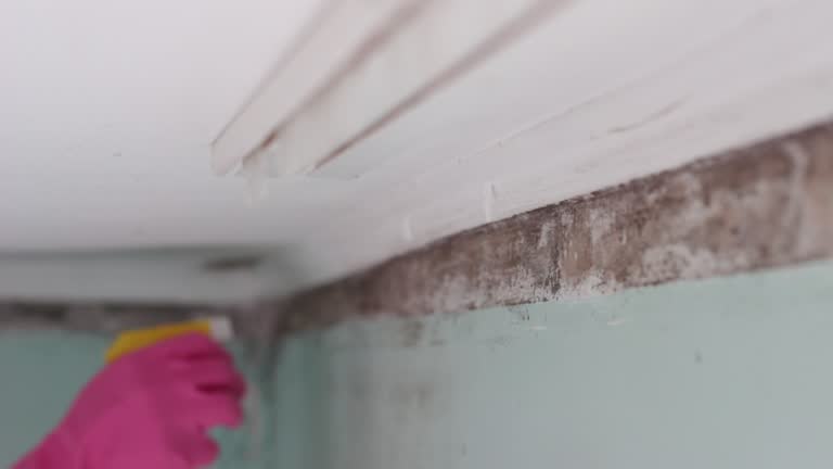 Best Mold-Related Health Consultation  in Rogers City, MI